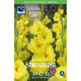 L GLADIOLA BANANARAMA