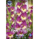 L GLADIOLA FEMME FATALE