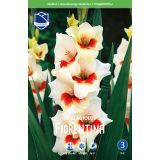 L GLADIOLA FIORENTINA