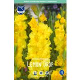 L GLADIOLA LEMON DROP