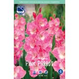 L GLADIOLA PINK PARROT