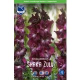 L GLADIOLA SHAKA ZULU