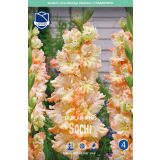 L GLADIOLA SOCHI