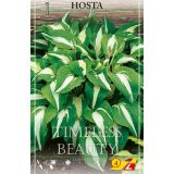 L HOSTA TIMELESS BEAUTY