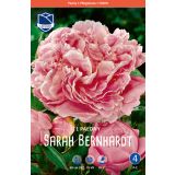 L POTONKA SARAH BERNHARDT