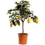 LIMONA L 3L