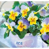 MAČEHA VOLMARY VIOLA X CORNUTA ICE BABIES 10.5 CM