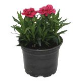 NAGELJ DIANTHUS CARYOPHILLUS L10