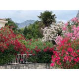 OLEANDER L18 CM