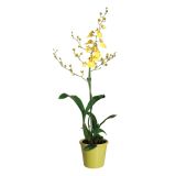 ORHIDEJA ONCIDIUM ALOHA 1 STEBLO