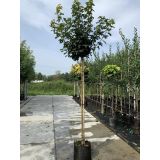 JAVOR OSTROLISTNI GLOBOSUM L35 V200