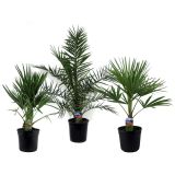 PALMA MIX L21 CM