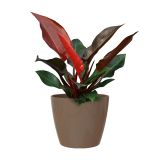 PE NOTRANJI LONEC SAN REMO GLOSSY TAUPE 11 CM
