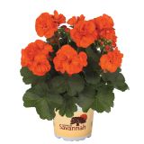 PELARGONIJA SAVANNAH POKONČNA L12