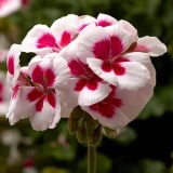 PELARGONIJA ZONALE L12