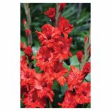 GLADIOLA HOLLAND BULB MARKET GLADIOLA FIRE RUFFLE