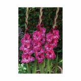 GLADIOLA HOLLAND BULB MARKET GLADIOLA RASTA PRINT