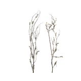 POMLADNA DEKORACIJA VEJICA 80 CM S PERJEM SORT