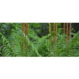 PRAPROT MIX L11 CM