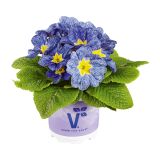 PRIMULA VOLMARY VULGARIS NAUTILU S BLUE VEIN L10.5