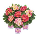 PRIMULA VOLMARY VULGARIS GIRL'S DELIGHT L11