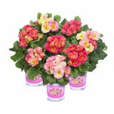 PRIMULA VOLMARY VULGARIS GIRL'S DELIGHT L11