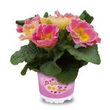 PRIMULA VOLMARY VULGARIS GIRL'S DELIGHT L11