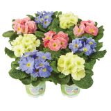 PRIMULA VOLMARY VULGARIS LUCIA SWEET L10.5