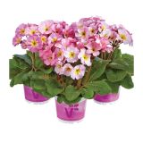 PRIMULA VOLMARY X ELATIOR SYLVITA L13