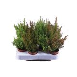RESA JESENSKA RESA ERICA GRACILIS