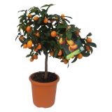 SADNO DREVO KUMQUAT