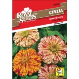 CINIJA ROYAL SEEDS CANDY STRIPE 88