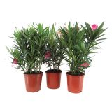SEZONSKA RASTLINA NAVADNI OLEANDER