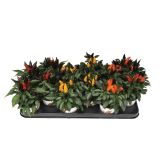SEZONSKA RASTLINA OKRASNA PAPRIKA