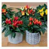 MIX JESENSKIH RASTLIN VOLMARY CAPSICUM ANNUUM DECO-MIX VRTNA OKRASNA PAPRIKA L12