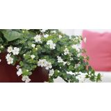 STRUKTURNA CVETOČA RASTL. BACOPA L10