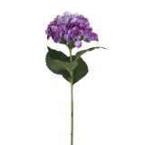 HORTENZIJA  VIOLIČNA - 68CM
