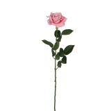 VRTNICA ROZA - 66CM