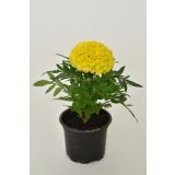 TAGETES ERECTA L9