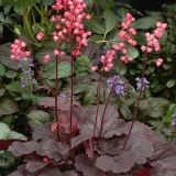 TRAJNICE MIX VOLMARY HEUCHERA MIX L13