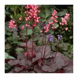TRAJNICE MIX VOLMARY HEUCHERA MIX L13