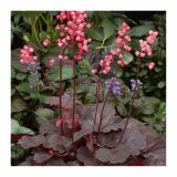 TRAJNICE MIX VOLMARY HEUCHERA MIX L13