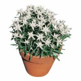 PLANIKA VOLMARY LEONTOPODIUM ALPINUM ALPINE GLORY L19