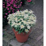 PLANIKA VOLMARY LEONTOPODIUM ALPINUM ALPINE GLORY L19