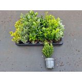 TRDOLESKA MIX L9 CM