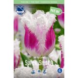 TULIPANI SUPER SIESTA