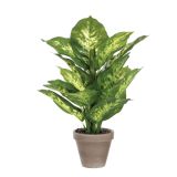 DIFENBAHIJA ZELENA V SIVEM STAN LONCU D11,5CM - H40XD30CM