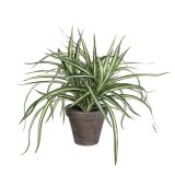 UMETNA LONČNICA MICA DRACENA V SIVEM STAN LONC H34XD40CM