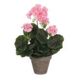 PELARGONIJA ROZA V SIVEM STAN LONCU D11,5CM - H34XD20CM