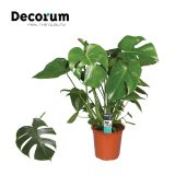 MONSTERA DELICIOSA L21